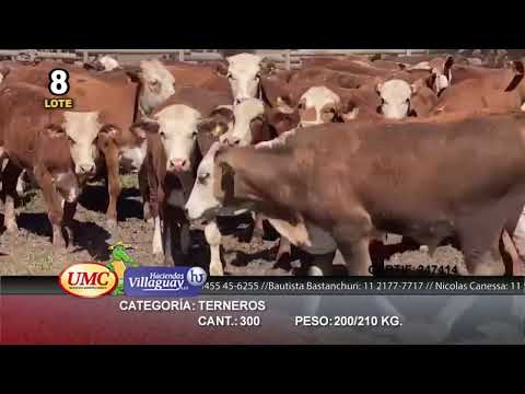 Lote 300 Terneros en Gral. San Martín, Chaco