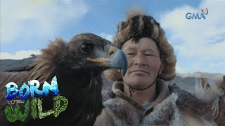 Born to be Wild: How the Kazakhs hunt with their Golden Eagles