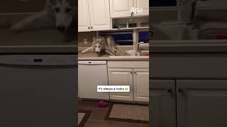 It's always a husky 😂