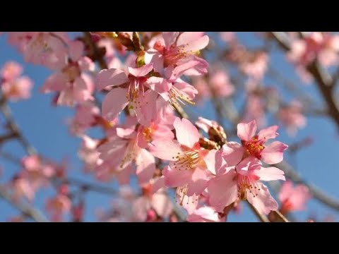 Amazing Colors of Spring Flowers and Fall Leaves | Spring Ambience | #nature #4k