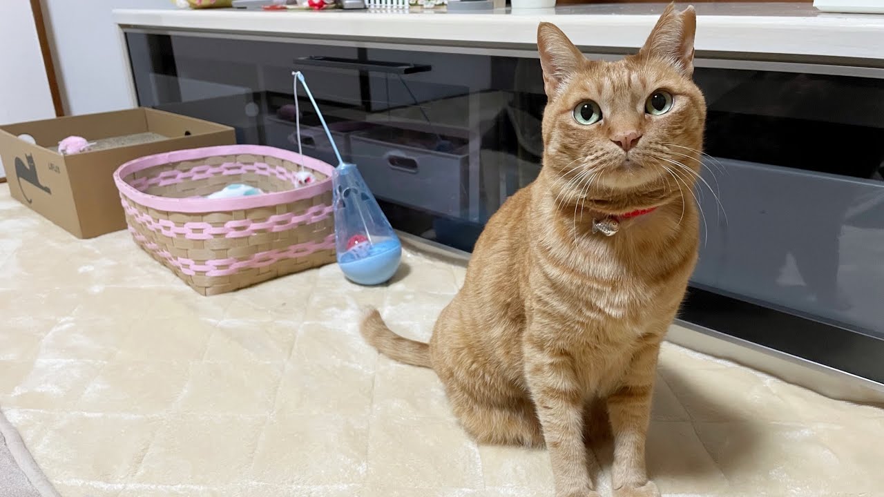 花粉症🐈　【本家】うめしゃん おしゃべりペット