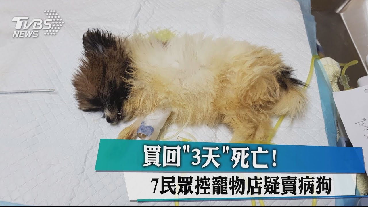 最短「3天」死亡! 7民眾控寵物店疑賣病狗