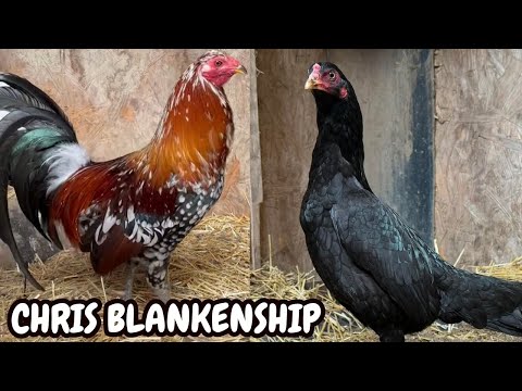 CHRIS BLANKENSHIP FARM West Virginia Beautiful Show Birds Feeding Time - Farm Visit USA