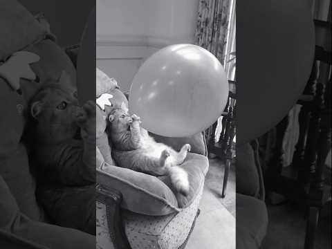 Cat funny 🤣#cute #cats