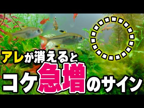 コチニールを完全に除去するにはどうすればよいでしょうか?効果的な6つの自然なヒント!  庭園