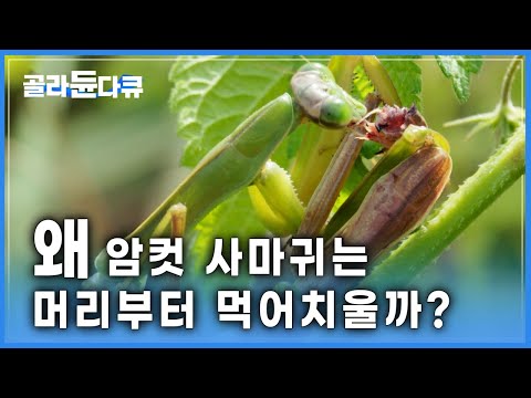성욕을 이길 수 없는 수컷 사마귀의 최후