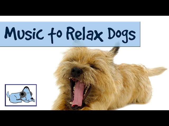 Homebush Boarding Kennels & Cattery - Homebush, QLD