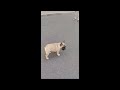 Französische Bulldogge Welpen