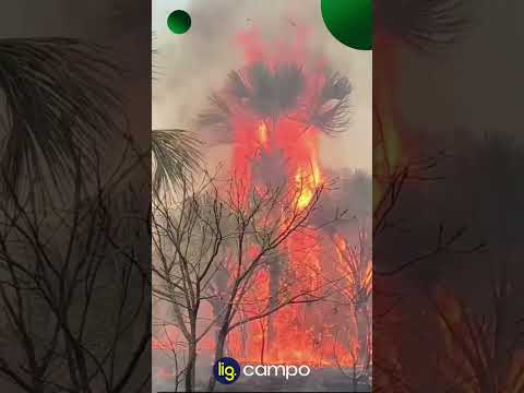 Novo foco de incêndio surge em Terra Ronca – 18/08/2026 – Lig News