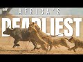 Africa S Deadliest Migration Rute Animal Planet In Hindi