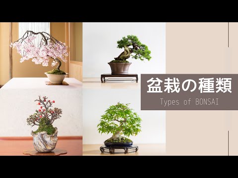 盆栽種類