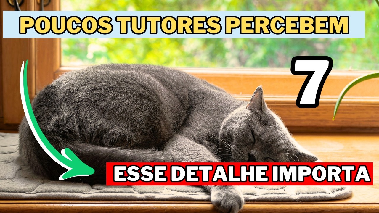O Jeito Que Seu Gato Dorme REVELA Algo Sobre ELE (Quase NINGUÉM Sabe Disso)