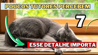 O Jeito Que Seu Gato Dorme REVELA Algo Sobre ELE (Quase NINGUÉM Sabe Disso)