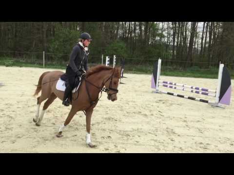 Never Forget (FS Numero Uno x Neckar) jump 4yo mare