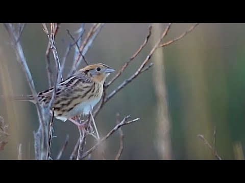 Birdwatching in Winthrop Harbor — Stephen Hurst