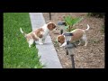 Cavalier King Charles Spaniel dogs for sale: Charlie - Video 1