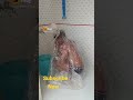 Thanda Thanda Pani