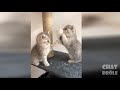 ANIMAUX RIGOLO WOW MORT DE RIRE