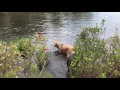 Barney Layla Shogi And Hazel At Pine Meadow Lake