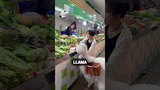 Este perro hace TODO solo… no vas a creerlo 😳🐶