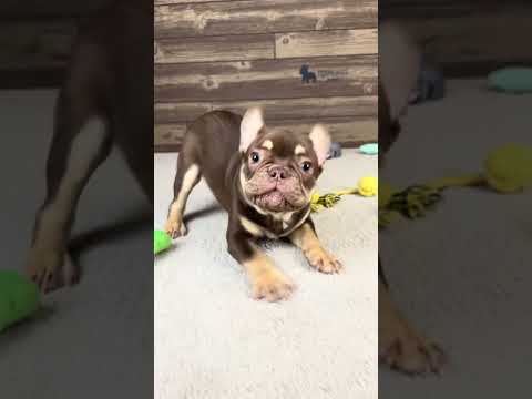 Video 1