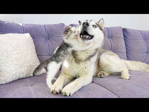 YouTube 썸네일