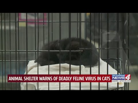 OKC vet, shelters see rise in deadly virus in cats