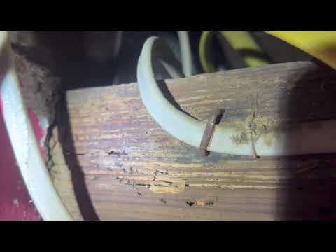 Ants Using Termite Mud Tubes in Jackson, NJ