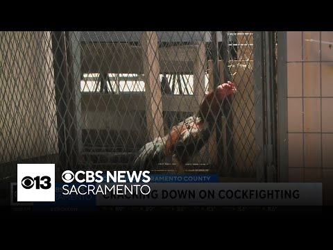 Sacramento County proposes regulating how many roosters residents can own