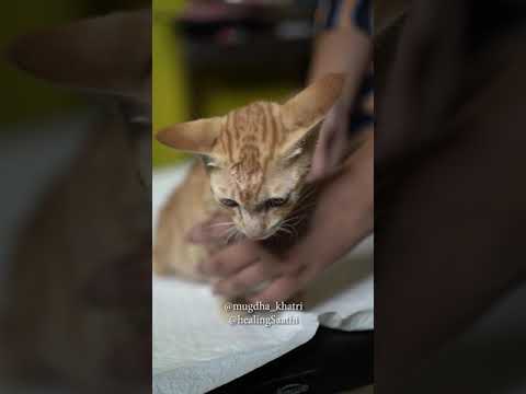 Injured kitten can not pass stool and urine by himself