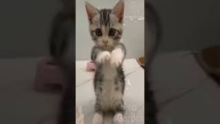 ☆Super Cute Animals☆Cute cats and funy dogs＆cat　videos compilation2021D⑧#Shorts