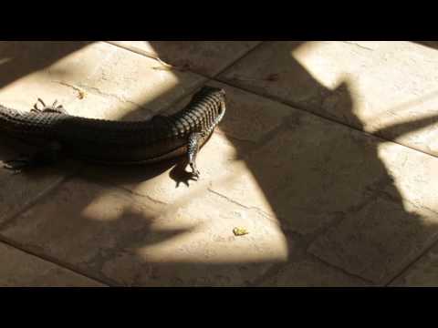 Занзибар, Langi Langi Beach Bungalows, варан