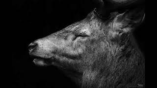 Berghain Sounds #5 Function, Jeroen Search, Rodhad, Developer, Acronym, Psyk, Antigone, Truncate