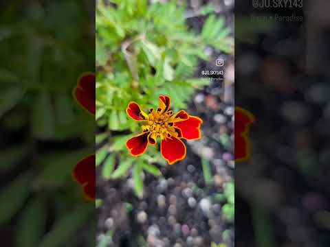 #canada #ontario #summer #summervibes #flowers #flower #flowerlover