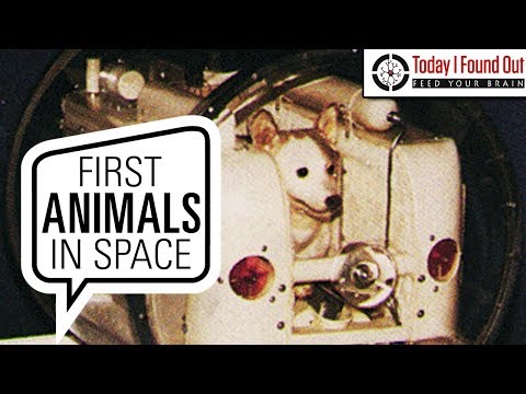 download lagu mp3 mp4 How Long Do Dogs Last Unrefrigerated, download lagu How Long Do Dogs Last Unrefrigerated gratis, unduh video klip How Long Do Dogs Last Unrefrigerated
