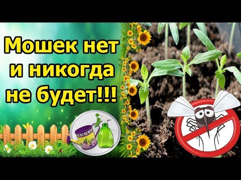 МОШЕК НА РАССАДЕ НЕТ И НЕ БУДЕТ! ПРОФИЛАКТИКА И БОРЬБА С МУШКАМИ СЦИАРИДАМИ!