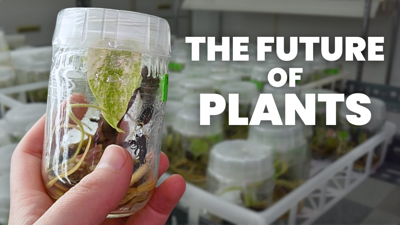 This Laboratory Creates New Plants