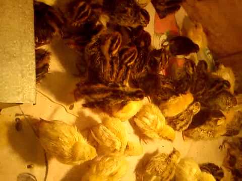 prepelite stefan cel mare calarasi