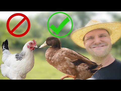 6 Reasons Ducks are Better Than Chickens on a Homestead