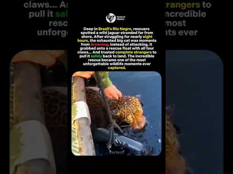 This Jaguar Trusted Humans to Save Its Life 🐆 #shorts