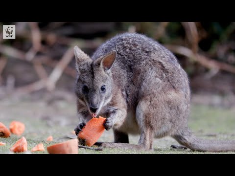 Meet Australia's Smallest Wallaby - The Parma Wallaby!