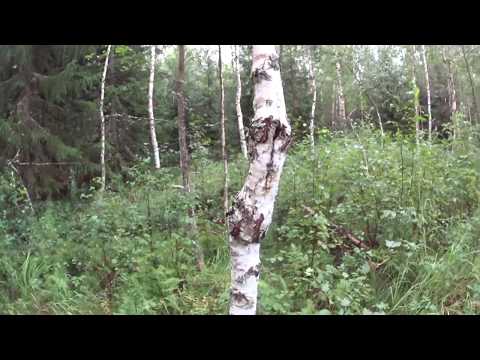 Metsolan Metsäkoulu 74, Lisää visa-asiaa!