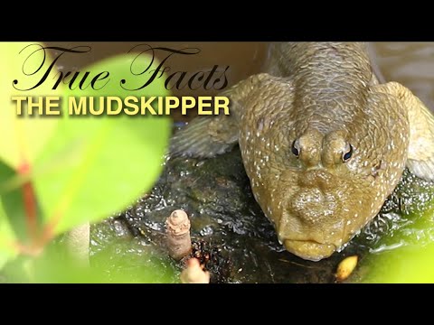 True Facts: Mudskippers
