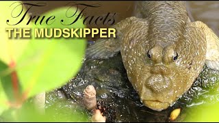 Leonard a Mudskippers fish Video