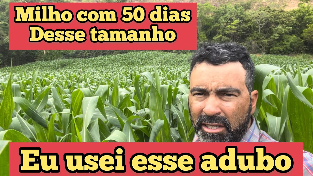QUAL ADUBO EU USO NO MILHO PRA FICAR ASSIM
