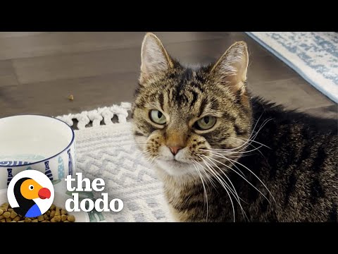 Picky Senior Cat Only Eats When She's Being Pet | The Dodo Soulmates