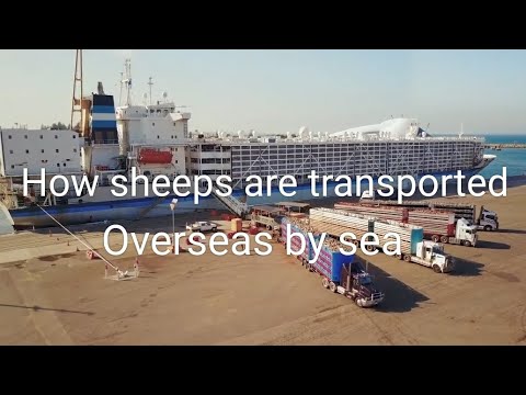 How thousands of sheeps are transported from Australia to Middle East, Ship Transporting of sheeps