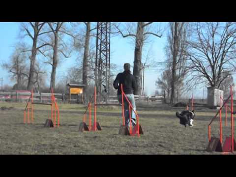 Trénink agility 23.2.2014