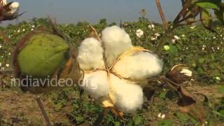 Cotton Farming, Bhuj 