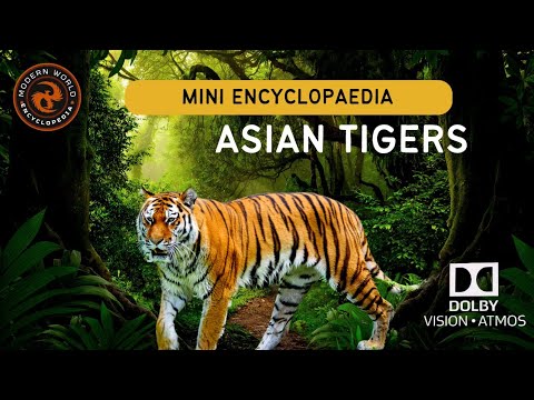 Asian Tigers encyclopedia 4k ultra HD | Modern world encyclopedia| Wildlife | Wild animals |Africa|